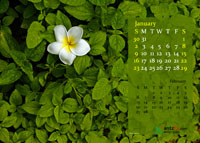 2011 Calendar - January