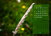 2011 Calendar - November