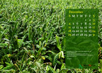 2011 Calendar - December