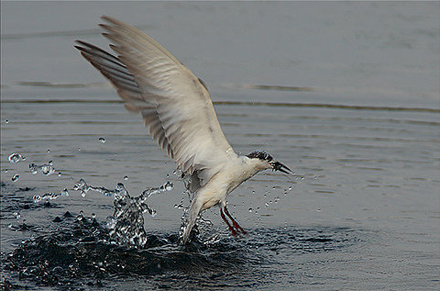 flight - nidhin g poothully