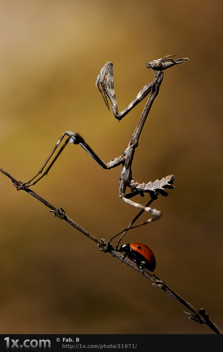 The fable of the ladybug and the empusa © Fabien BRAVIN