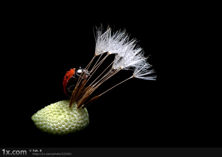 The lady bug and the dandelion II © Fabien BRAVIN