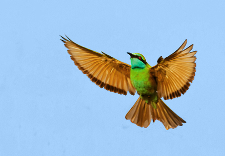 green bee eater Interview – Nisha Purushothaman