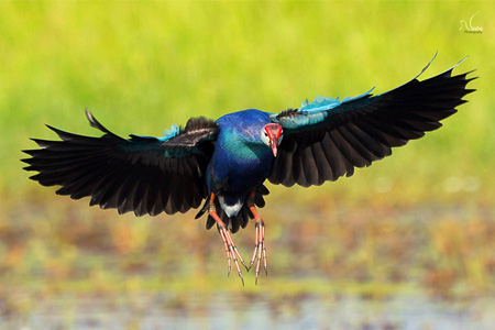 purple swamphen Nisha Purushothaman interview