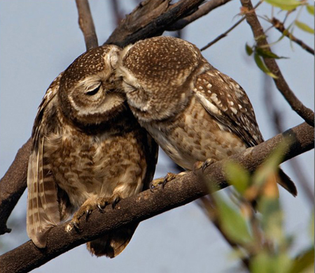 Spotted Owlet (Athene brama) Rathika Ramaswamy