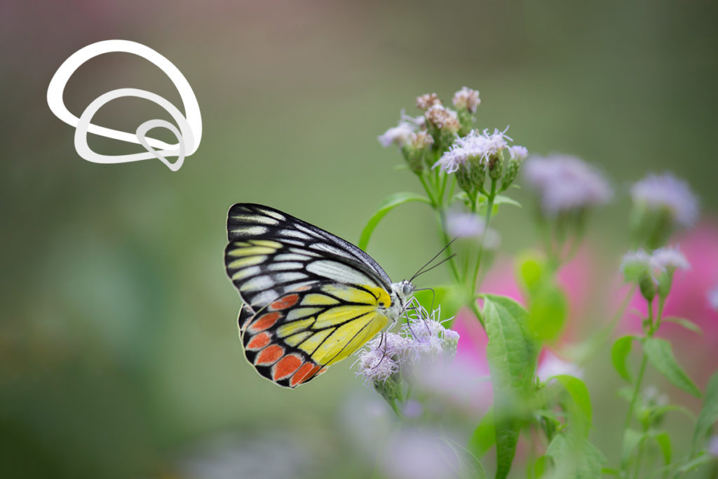 Comparison of butterfly and the logo.